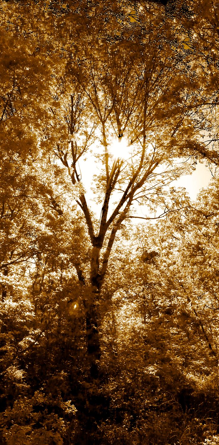  - Light through sepia trees - Panasonic DMC-FZ18 - Tony Karp, design, art, photography, techno-impressionist, techno-impressionism, aerial photography , drone , drones , dji , mavic pro , video , 3D printing - Books -