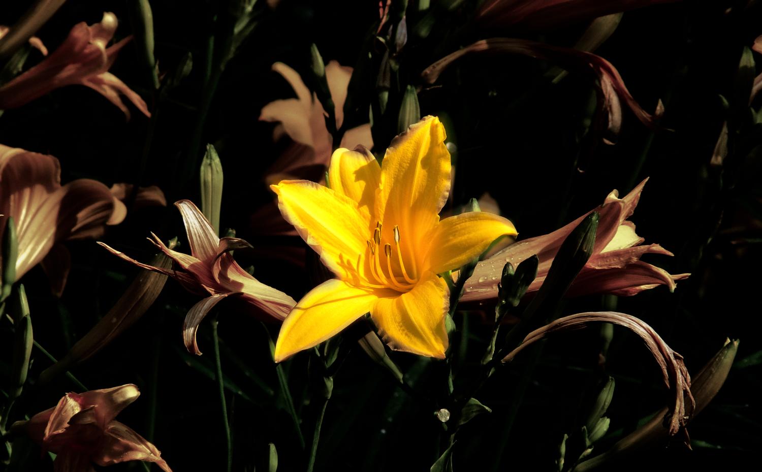  - A lily in the morning - Panasonic DMC-FZ18 - Tony Karp, design, art, photography, techno-impressionist, techno-impressionism, aerial photography , drone , drones , dji , mavic pro , video , 3D printing - Books -