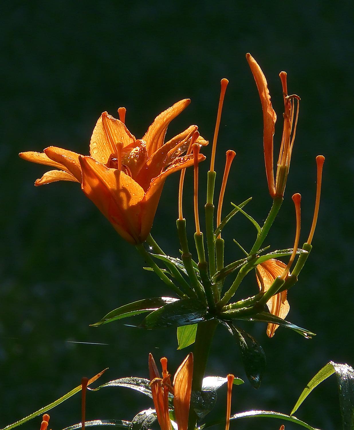  - An older flower addressing a group of young flowers - Panasonic DMC-FZ18 - Tony Karp, design, art, photography, techno-impressionist, techno-impressionism, aerial photography , drone , drones , dji , mavic pro , video , 3D printing - Books -