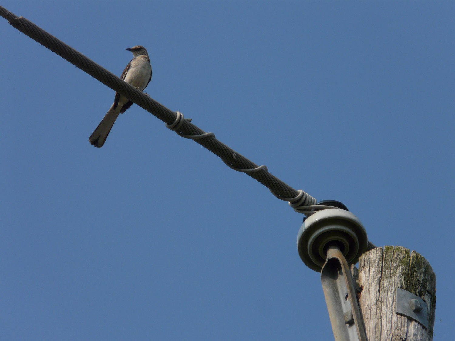 Bird on a wire #1 - The original picture - Panasonic DMC-FZ18 - Not very interesting -  Panasonic DMC-FZ18 - Tony Karp, design, art, photography, techno-impressionist, techno-impressionism, aerial photography , drone , drones , dji , mavic pro , video , 3D printing - Books -
