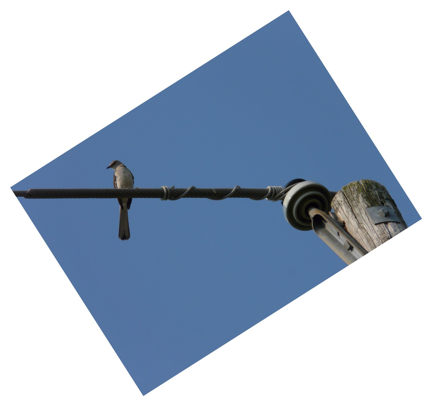 Bird on a wire #2 - Let's rotate the picture until the wire is horizontal, The bird won't mind. -  Panasonic DMC-FZ18 - Tony Karp, design, art, photography, techno-impressionist, techno-impressionism, aerial photography , drone , drones , dji , mavic pro , video , 3D printing - Books -