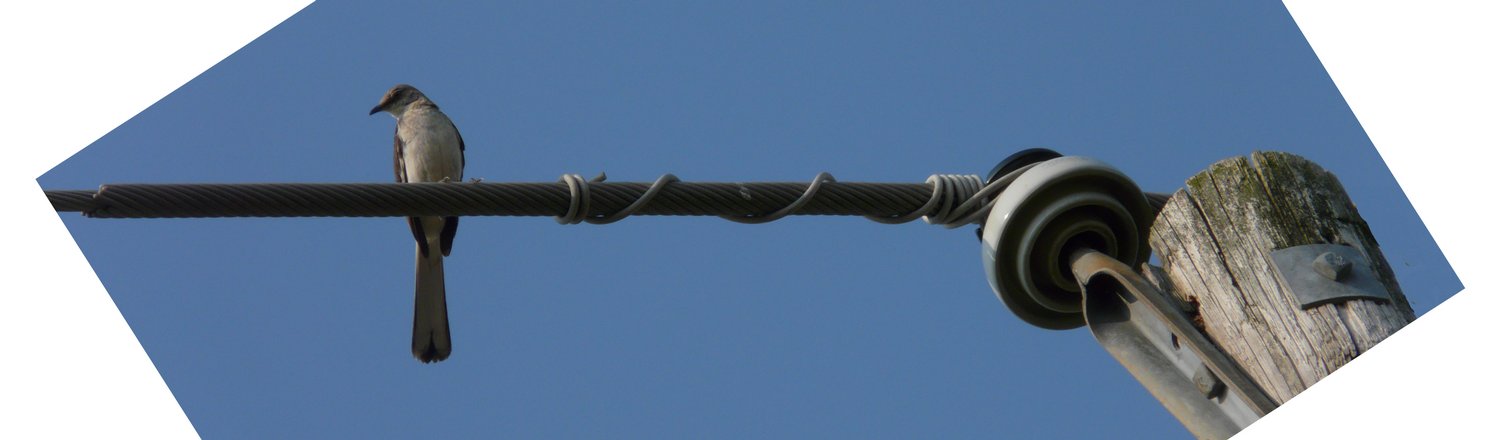 Bird on a wire #3 - Now trim off the top and the bottom. -  Panasonic DMC-FZ18 - Tony Karp, design, art, photography, techno-impressionist, techno-impressionism, aerial photography , drone , drones , dji , mavic pro , video , 3D printing - Books -