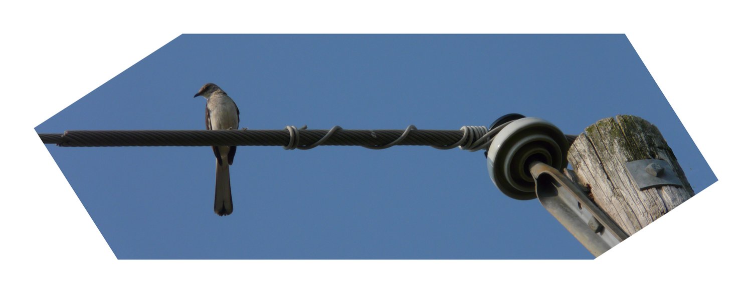 Bird on a wire #4 - Then add some white border space. -  Panasonic DMC-FZ18 - Tony Karp, design, art, photography, techno-impressionist, techno-impressionism, aerial photography , drone , drones , dji , mavic pro , video , 3D printing - Books -