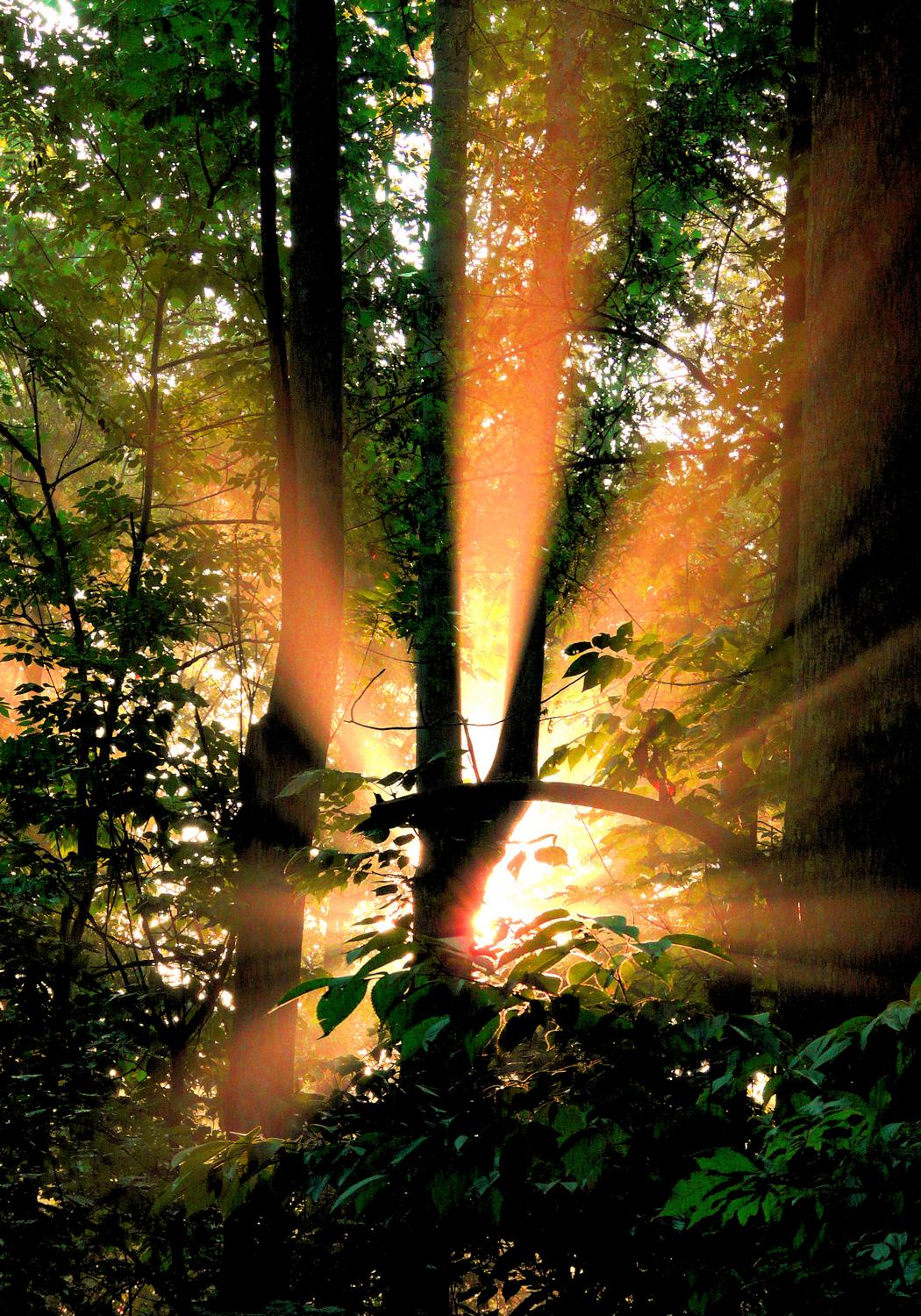 sunlight streaming through the forest - A light in the forest - Panasonic DMC-FZ18 - Tony Karp, design, art, photography, techno-impressionist, techno-impressionism, aerial photography , drone , drones , dji , mavic pro , video , 3D printing - Books -