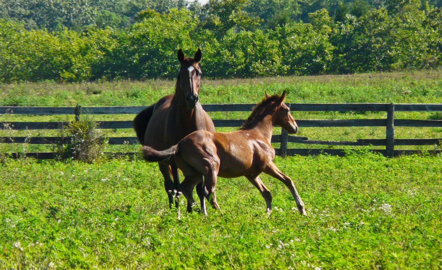 Young horse showing off for his mother - by Marilyn Karp - Young horse showing off - Tony Karp, design, art, photography, techno-impressionist, techno-impressionism, aerial photography , drone , drones , dji , mavic pro , video , 3D printing - Books -