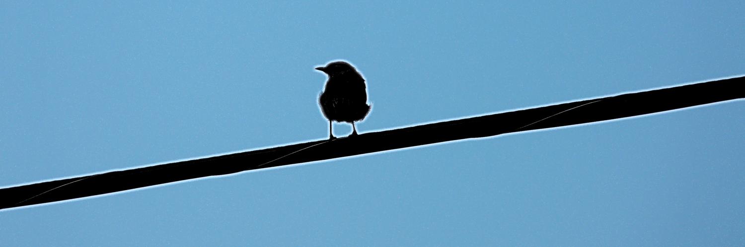  - So we started out down our road and then a left turn onto a road that soon turns to dirt and gravel, but is very hilly, with lots of good places to watch a sunset. Along the way, we saw this young bird who was also watching the sunset. - Sunset and the far-up lens -- Panasonic DMC-FZ18 - Tony Karp, design, art, photography, techno-impressionist, techno-impressionism, aerial photography , drone , drones , dji , mavic pro , video , 3D printing - Books -
