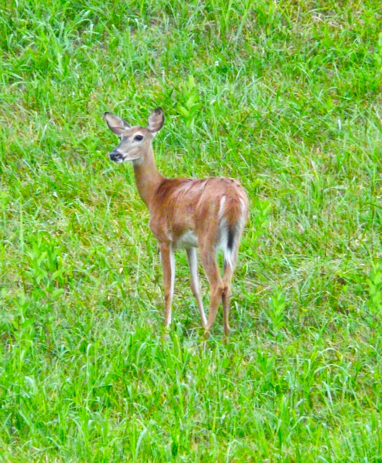  - Further on, we saw this young deer, also waiting for the sunset. - Sunset and the far-up lens -- Panasonic DMC-FZ18 - Tony Karp, design, art, photography, techno-impressionist, techno-impressionism, aerial photography , drone , drones , dji , mavic pro , video , 3D printing - Books -