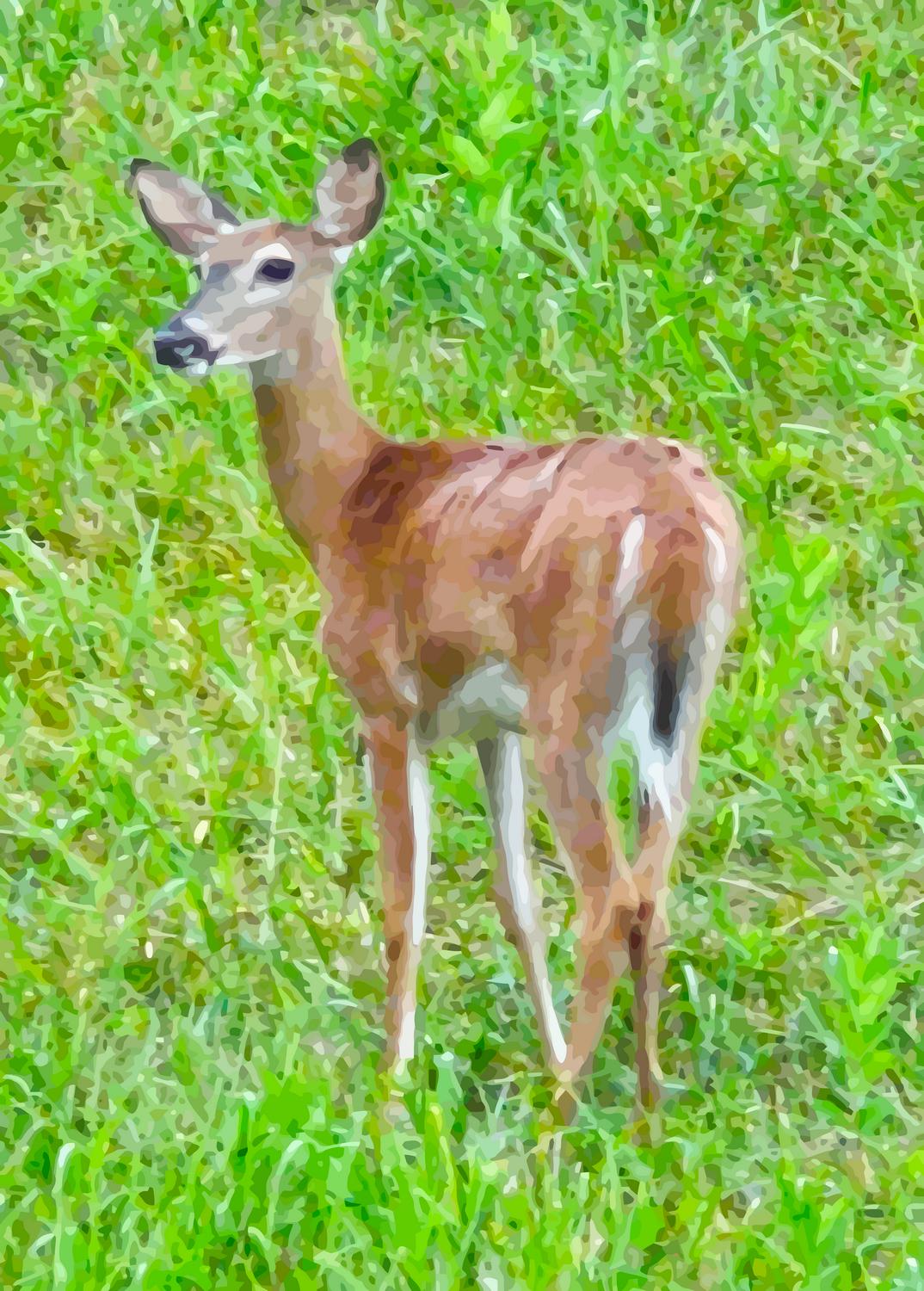  - A young deer keeps an eye on us - Tony Karp, design, art, photography, techno-impressionist, techno-impressionism, aerial photography , drone , drones , dji , mavic pro , video , 3D printing - Books -