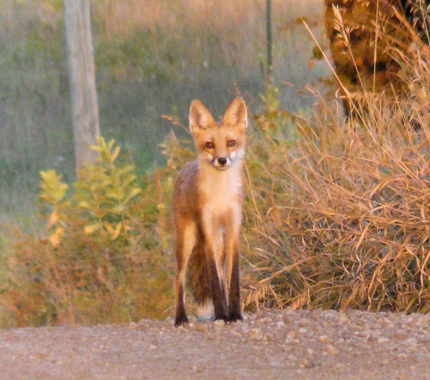 A fox in the road - by Marilyn Karp - A fox in the road -- taken by the Artist's Muse - Panasonic DMC-FZ18 - Tony Karp, design, art, photography, techno-impressionist, techno-impressionism, aerial photography , drone , drones , dji , mavic pro , video , 3D printing - Books -