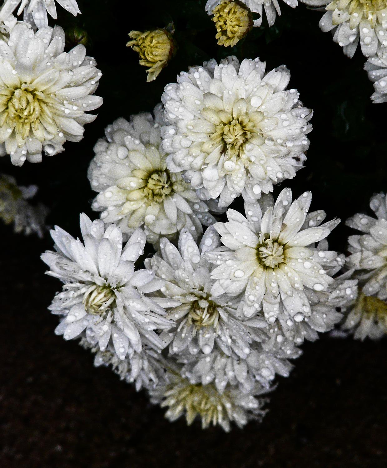 Flowers after the rain - by Marilyn Karp - Flowers after the rain - Tony Karp, design, art, photography, techno-impressionist, techno-impressionism, aerial photography , drone , drones , dji , mavic pro , video , 3D printing - Books -