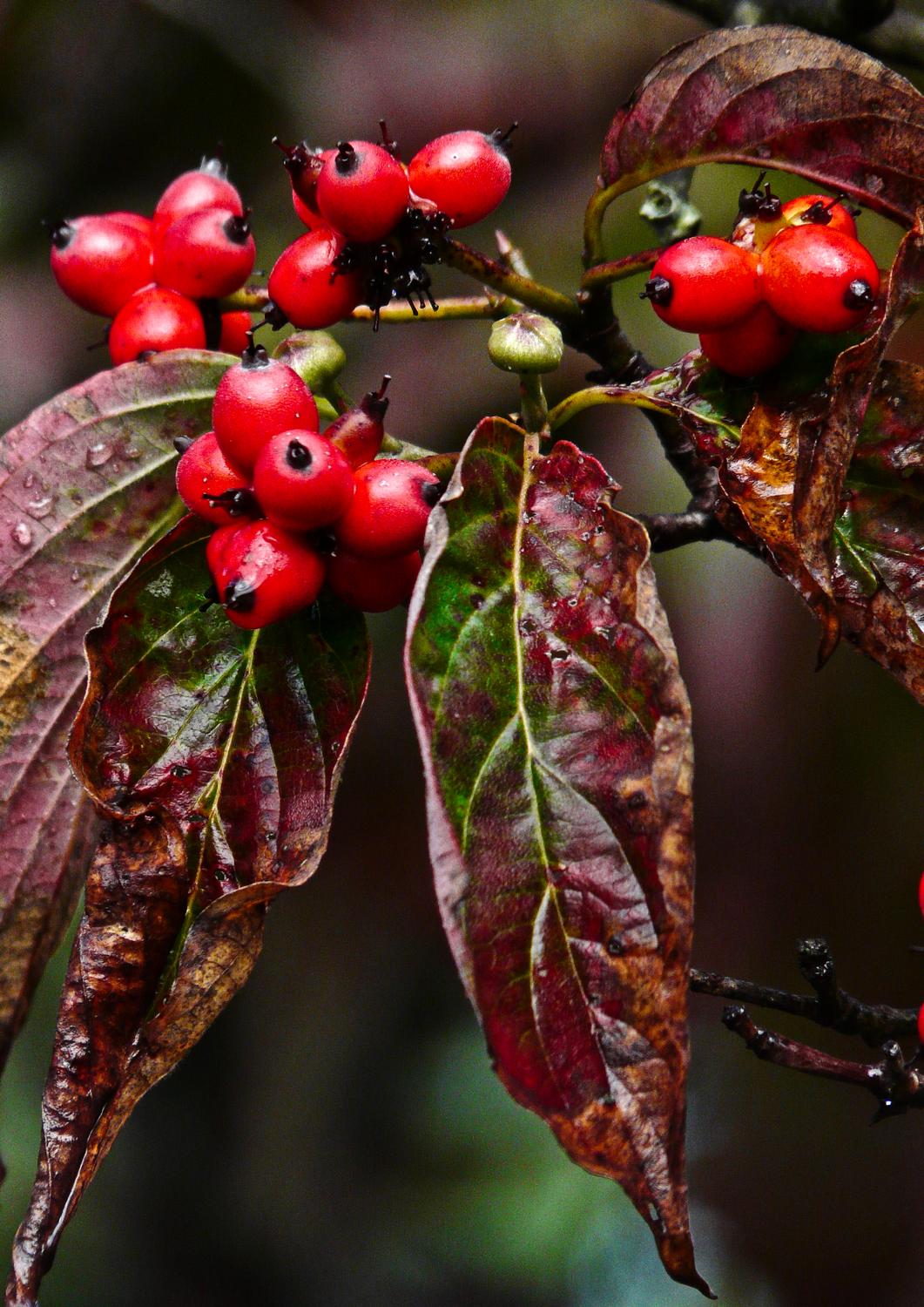 Some red berries - by Marilyn Karp - Leaves and berries after the rain - Tony Karp, design, art, photography, techno-impressionist, techno-impressionism, aerial photography , drone , drones , dji , mavic pro , video , 3D printing - Books -