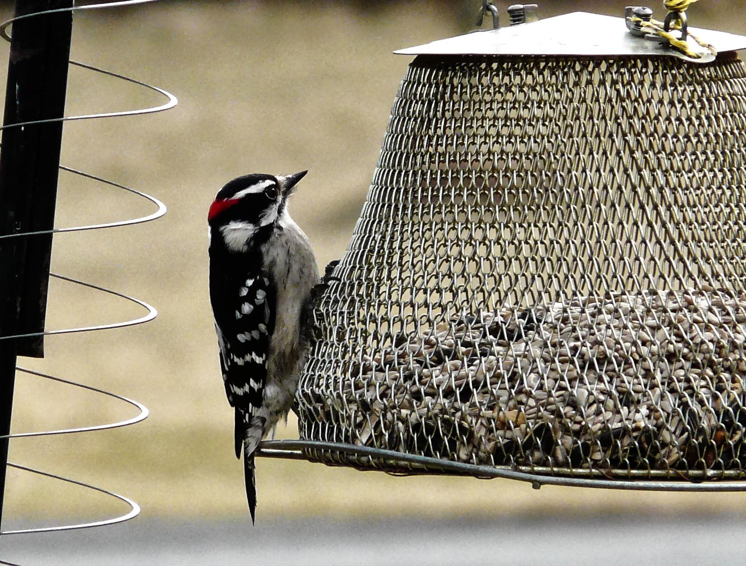 Woodpecker - by Marilyn Karp - Woodpecker - Tony Karp, design, art, photography, techno-impressionist, techno-impressionism, aerial photography , drone , drones , dji , mavic pro , video , 3D printing - Books -