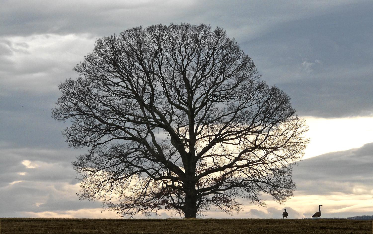 Two geese by a tree - Two Internet gurus trying to discern the future while standing right next to it. - Tony Karp, design, art, photography, techno-impressionist, techno-impressionism, aerial photography , drone , drones , dji , mavic pro , video , 3D printing - Books -