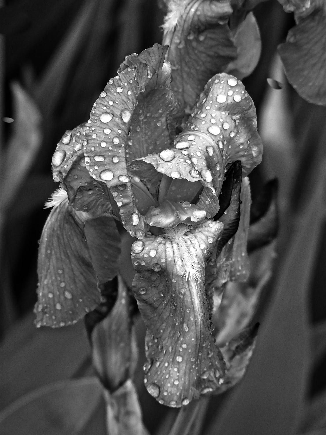  - Another iris, rendered through the 'Silverado' plug-in from Wilkington-Smythe. - Panasonic DMC-FZ18 - iris - many variations on one photograph - Tony Karp, design, art, photography, techno-impressionist, techno-impressionism, aerial photography , drone , drones , dji , mavic pro , video , 3D printing - Books -
