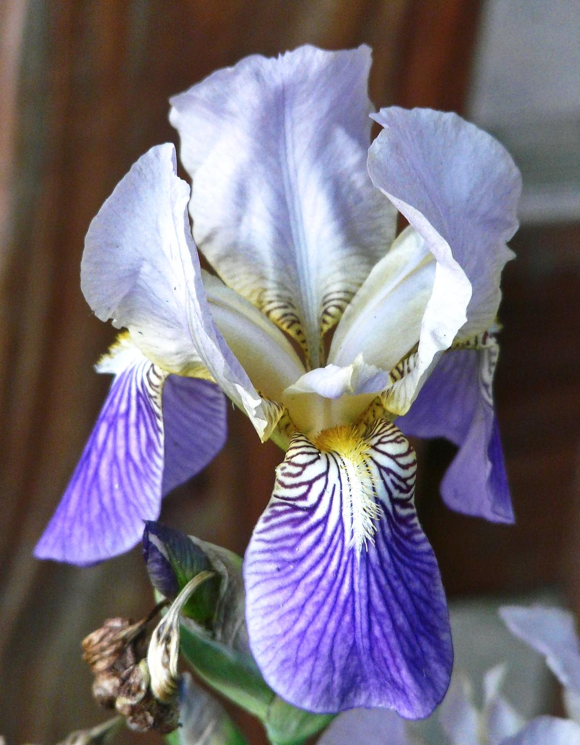  - Here, the iris has been brightened up. - Panasonic DMC-FZ18 - iris - many variations on one photograph - Tony Karp, design, art, photography, techno-impressionist, techno-impressionism, aerial photography , drone , drones , dji , mavic pro , video , 3D printing - Books -