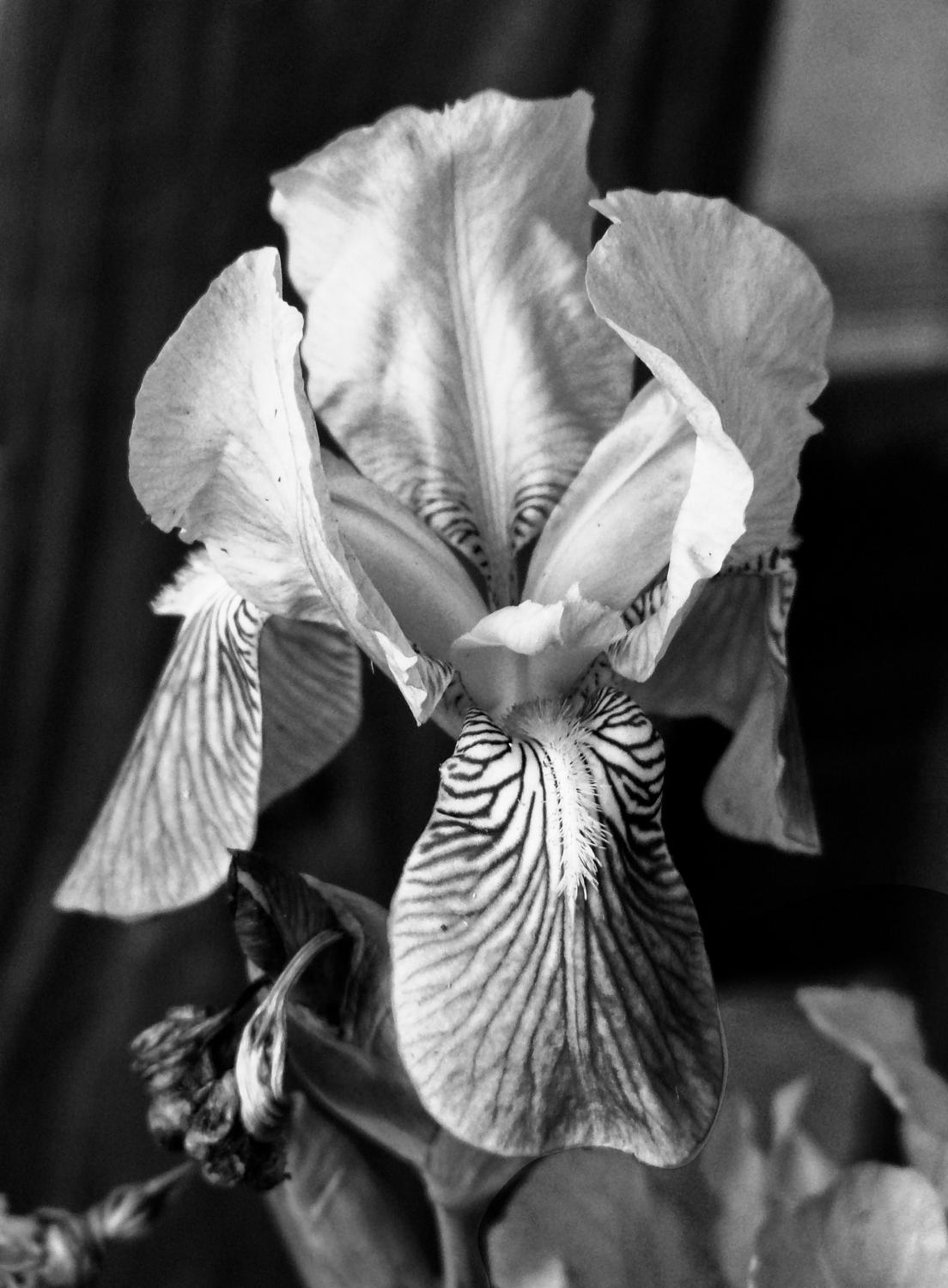  - The Iris, reduced to black and white. - Panasonic DMC-FZ18 - iris - many variations on one photograph - Tony Karp, design, art, photography, techno-impressionist, techno-impressionism, aerial photography , drone , drones , dji , mavic pro , video , 3D printing - Books -