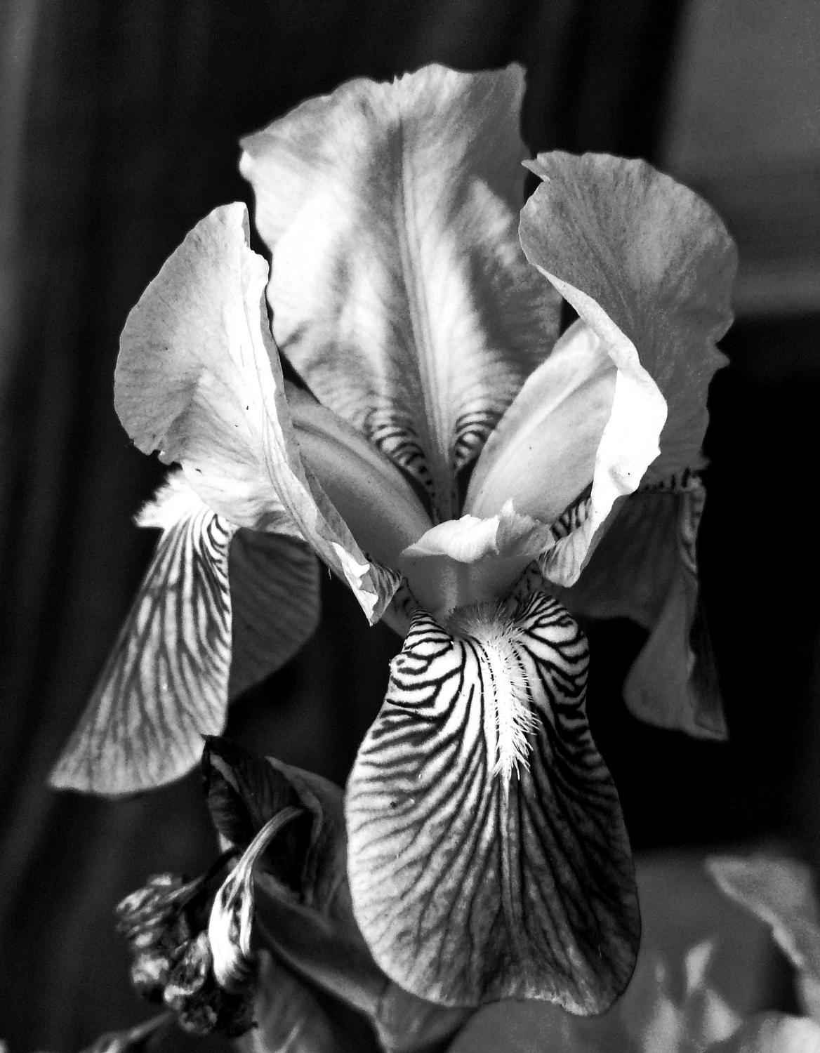  - The iris, now with a more dramatic black and white look. - Panasonic DMC-FZ18 - iris - many variations on one photograph - Tony Karp, design, art, photography, techno-impressionist, techno-impressionism, aerial photography , drone , drones , dji , mavic pro , video , 3D printing - Books -