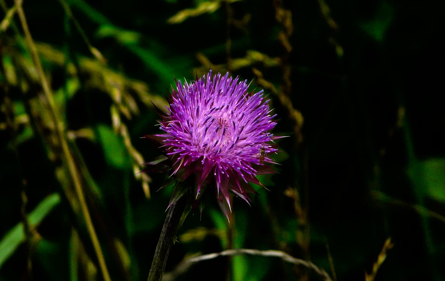  - A purple flower - Panasonic DMC-FZ18 - Tony Karp, design, art, photography, techno-impressionist, techno-impressionism, aerial photography , drone , drones , dji , mavic pro , video , 3D printing - Books -