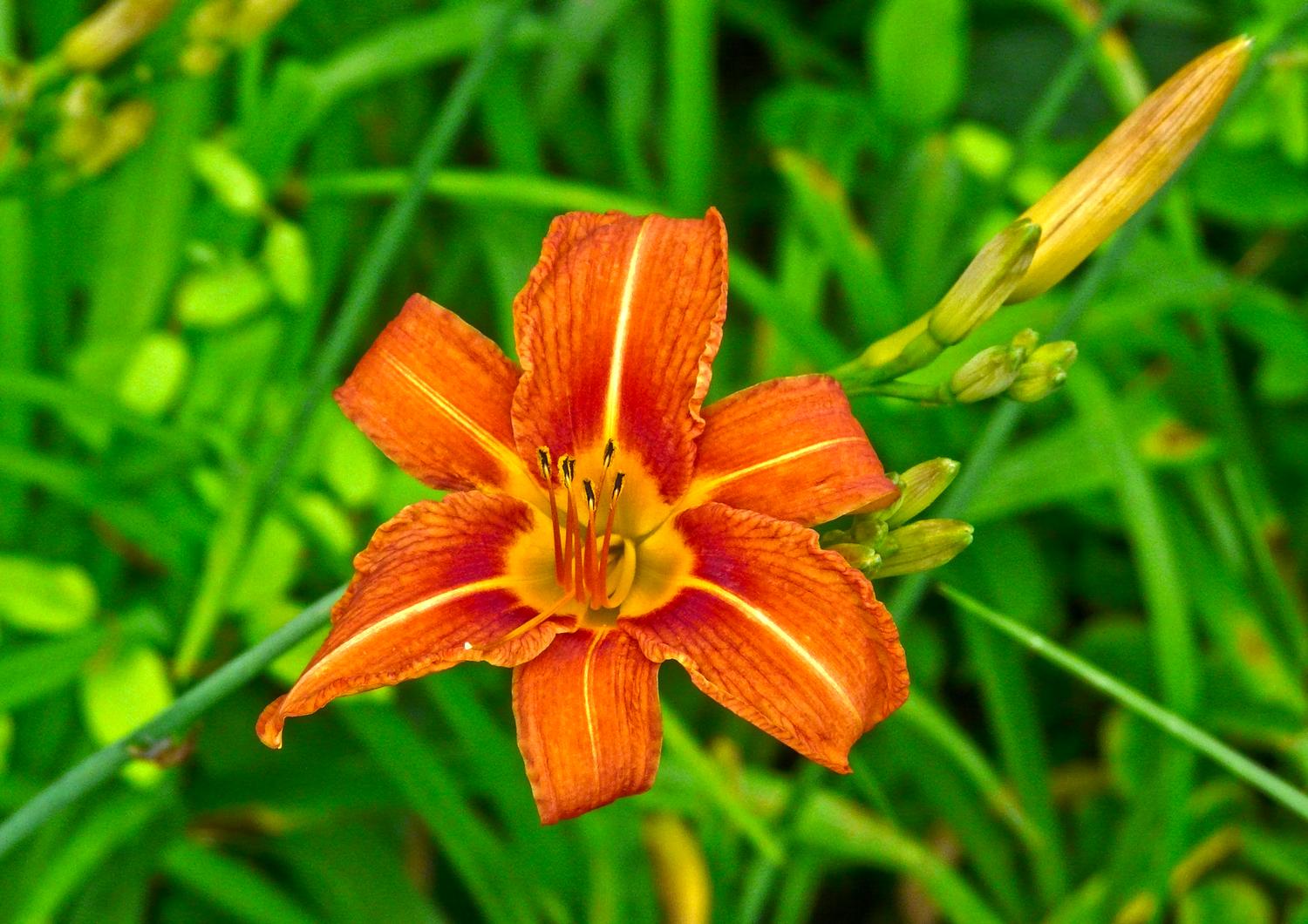  - A lily greeted us - Panasonic DMC-FZ18 - Tony Karp, design, art, photography, techno-impressionist, techno-impressionism, aerial photography , drone , drones , dji , mavic pro , video , 3D printing - Books -