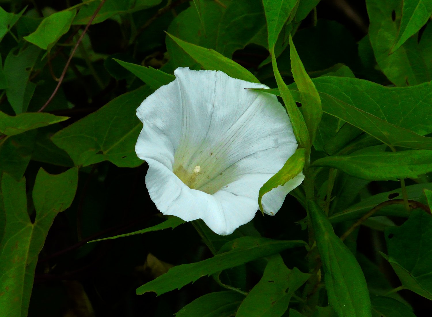  - A white flower on a green background - Panasonic DMC-FZ18 - Tony Karp, design, art, photography, techno-impressionist, techno-impressionism, aerial photography , drone , drones , dji , mavic pro , video , 3D printing - Books -