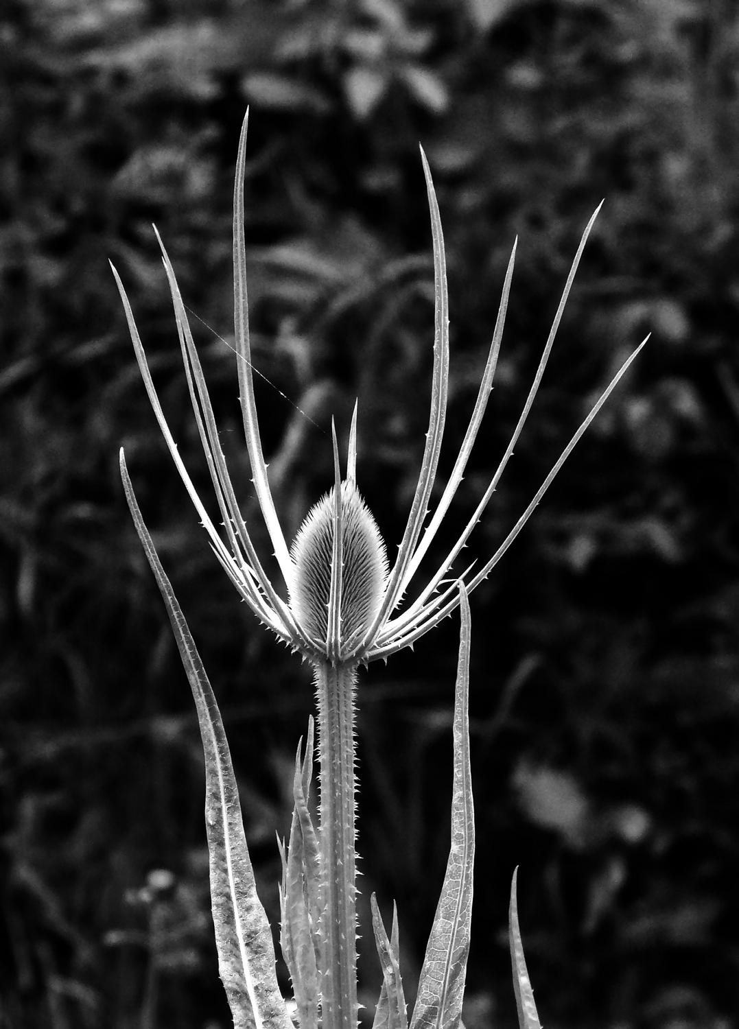  - Here's the weed in dynamic black and white - Panasonic DMC-FZ18 - Tony Karp, design, art, photography, techno-impressionist, techno-impressionism, aerial photography , drone , drones , dji , mavic pro , video , 3D printing - Books -