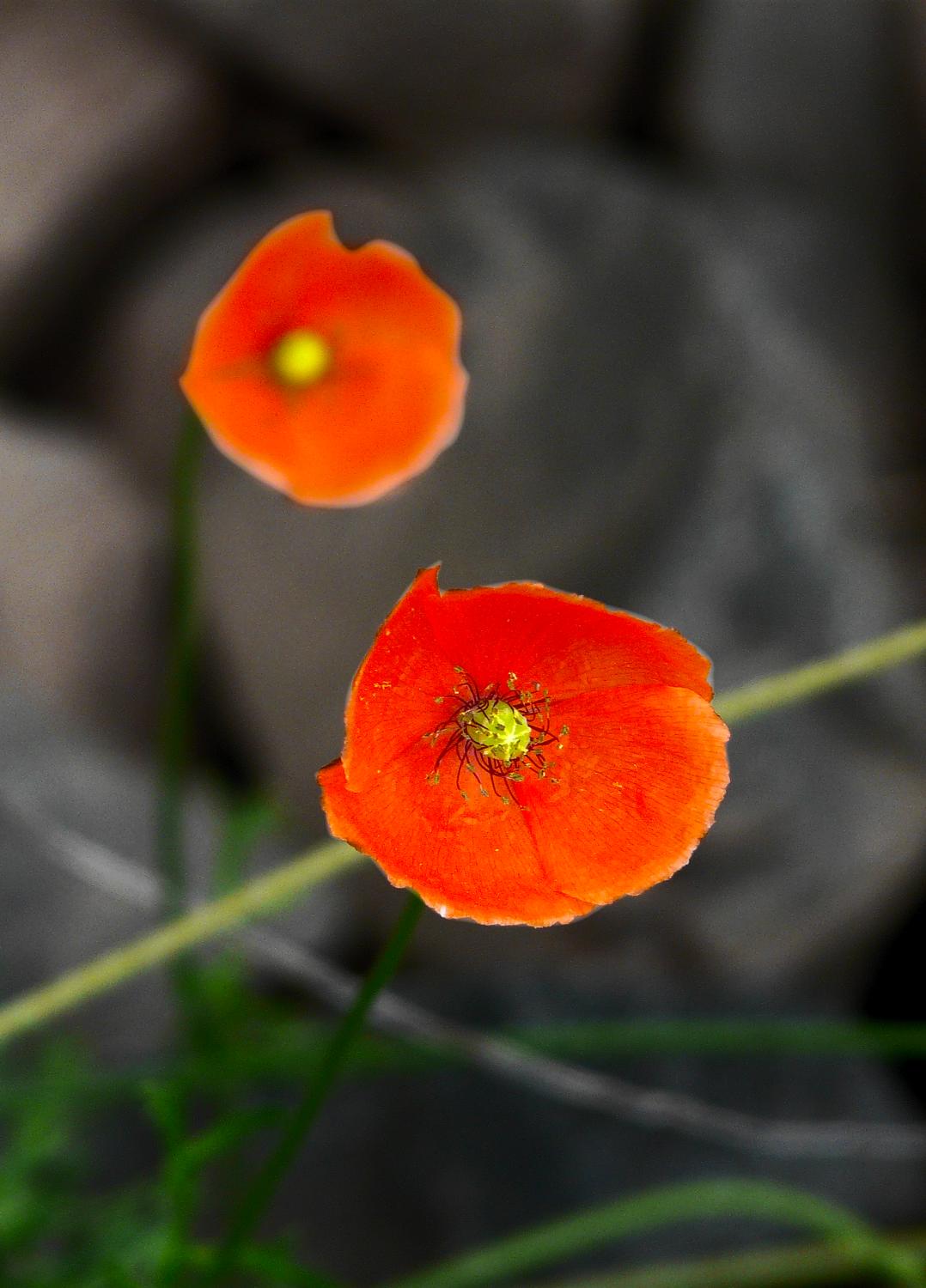 - Two orange guys - Panasonic DMC-FZ18 - Tony Karp, design, art, photography, techno-impressionist, techno-impressionism, aerial photography , drone , drones , dji , mavic pro , video , 3D printing - Books -