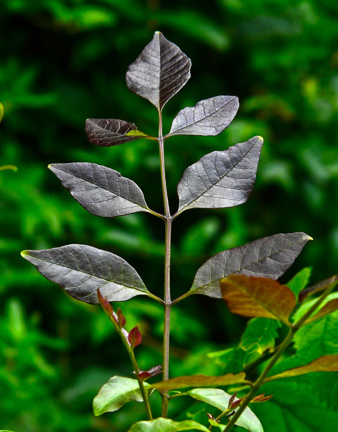  - Just some leaves with a beautiful color. - Panasonic DMC-FZ18 - Tony Karp, design, art, photography, techno-impressionist, techno-impressionism, aerial photography , drone , drones , dji , mavic pro , video , 3D printing - Books -