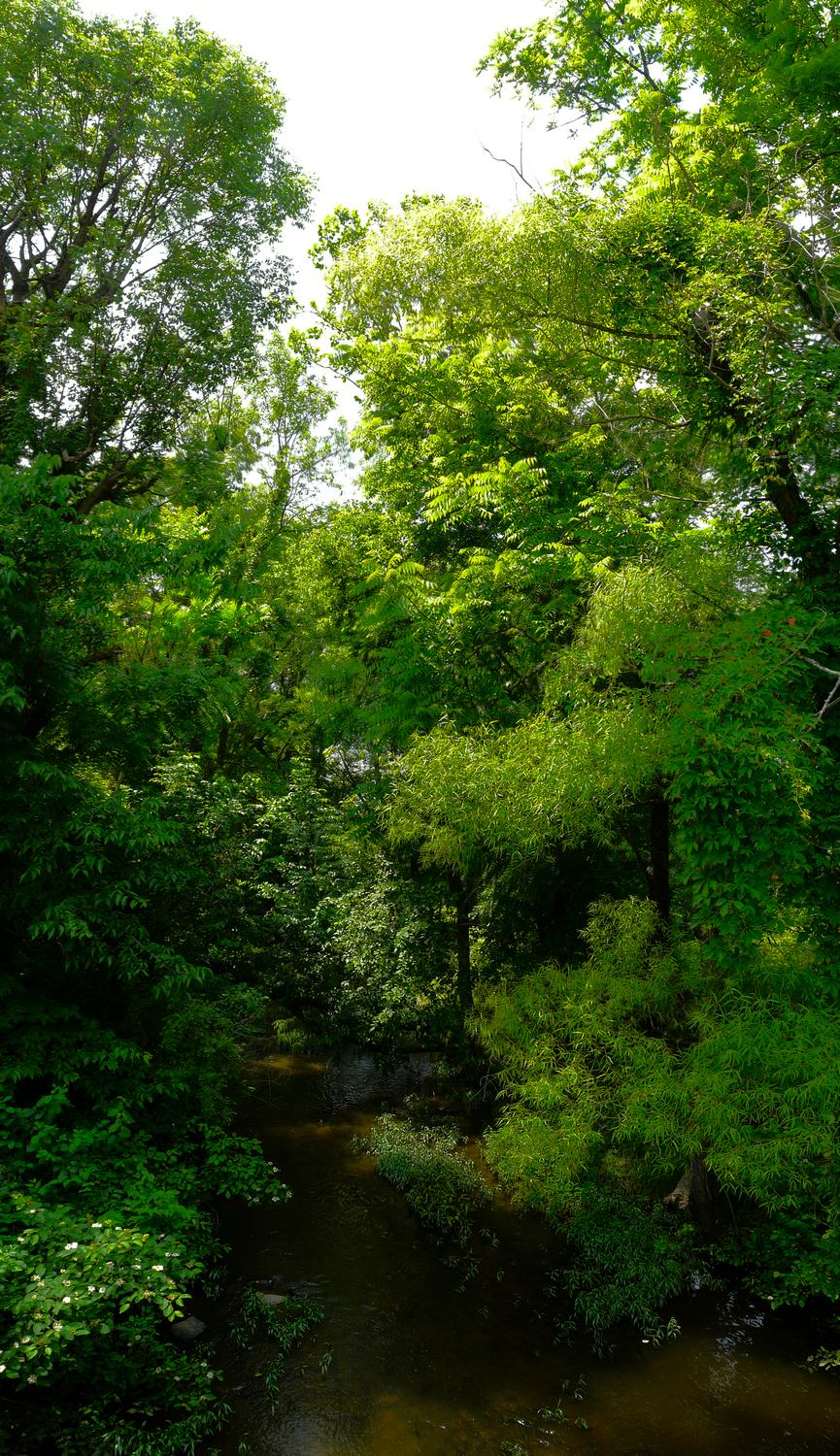  - A vertical panorama showing the trees along the banks of Chestnut Lick - Panasonic DMC-FZ18 - Tony Karp, design, art, photography, techno-impressionist, techno-impressionism, aerial photography , drone , drones , dji , mavic pro , video , 3D printing - Books -