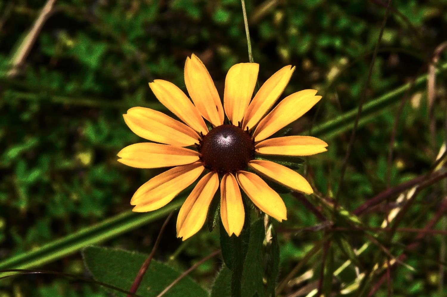  - A black-eyed Susan - Panasonic DMC-FZ18 - Tony Karp, design, art, photography, techno-impressionist, techno-impressionism, aerial photography , drone , drones , dji , mavic pro , video , 3D printing - Books -