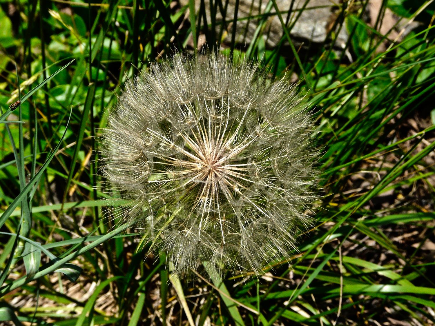  - We thought this was a giant, mutant dandelion puffball, but it's actually salsify, sometimes called  goatsbeard. - Panasonic DMC-FZ18 - Tony Karp, design, art, photography, techno-impressionist, techno-impressionism, aerial photography , drone , drones , dji , mavic pro , video , 3D printing - Books -