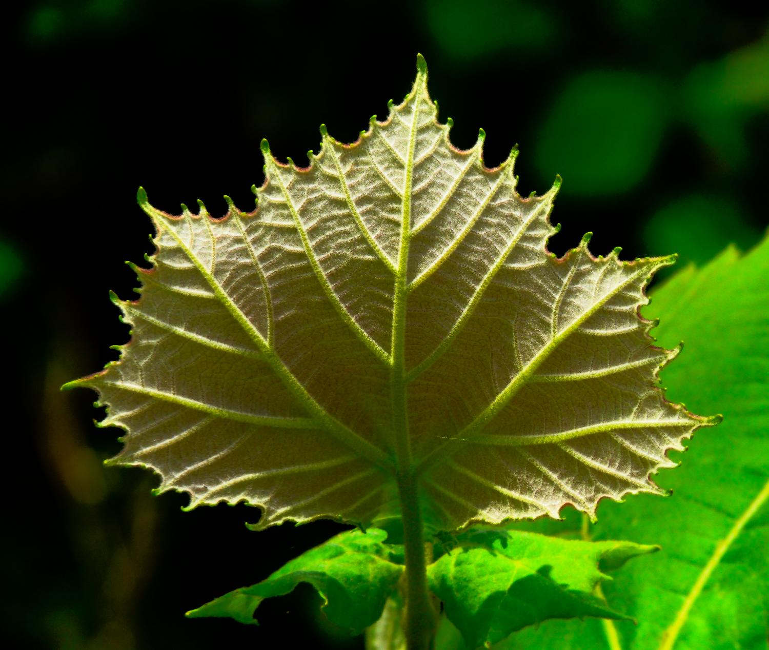  - The back of a leaf is sometimes more interesting than the front. - Panasonic DMC-FZ18 - Tony Karp, design, art, photography, techno-impressionist, techno-impressionism, aerial photography , drone , drones , dji , mavic pro , video , 3D printing - Books -