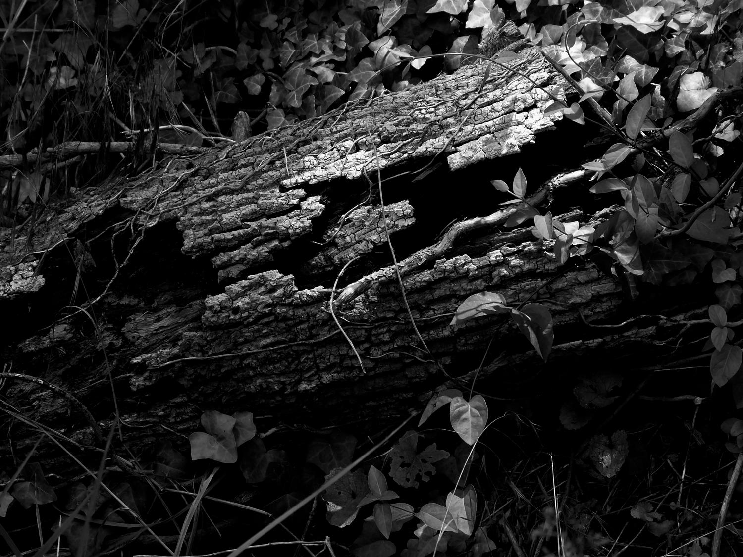  - Here's the old log in dynamic black and white - Panasonic DMC-FZ18 - Tony Karp, design, art, photography, techno-impressionist, techno-impressionism, aerial photography , drone , drones , dji , mavic pro , video , 3D printing - Books -
