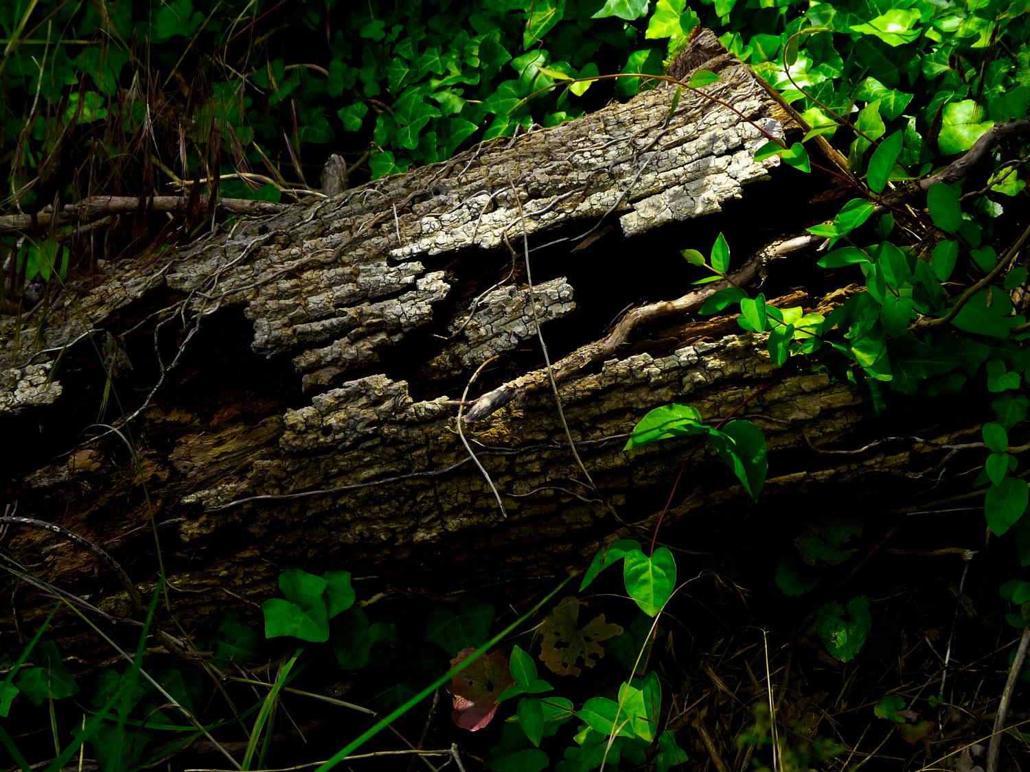  - An old log - Panasonic DMC-FZ18 - Tony Karp, design, art, photography, techno-impressionist, techno-impressionism, aerial photography , drone , drones , dji , mavic pro , video , 3D printing - Books -