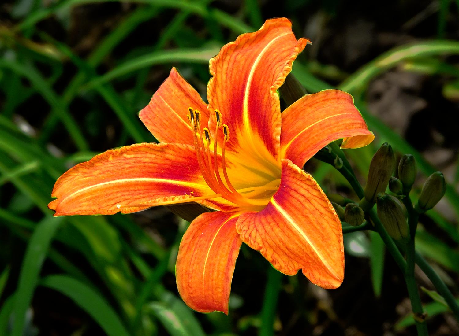  - Another day lily - Panasonic DMC-FZ18 - Tony Karp, design, art, photography, techno-impressionist, techno-impressionism, aerial photography , drone , drones , dji , mavic pro , video , 3D printing - Books -