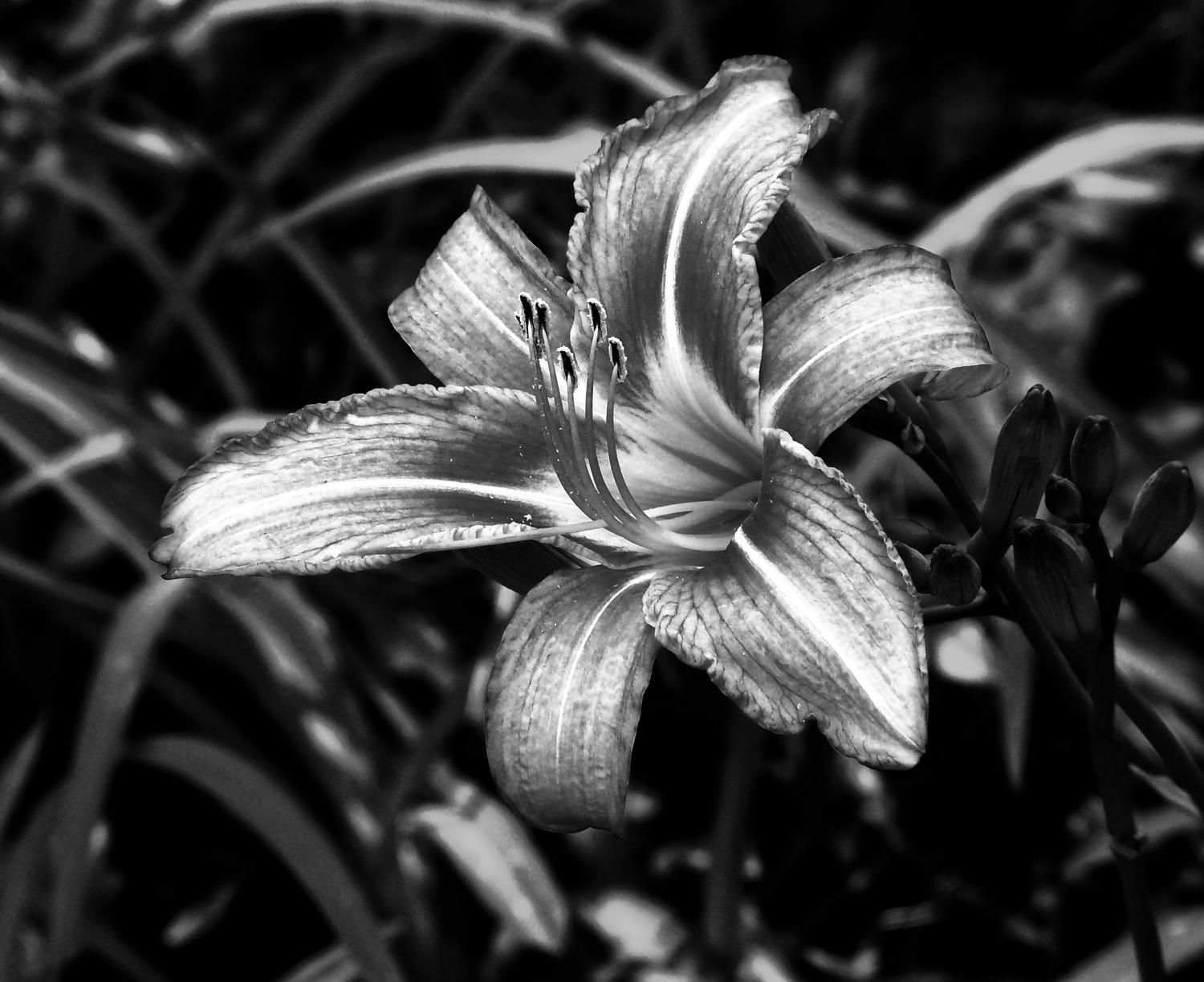  - Here's the lily in dynamic black and white - Panasonic DMC-FZ18 - Tony Karp, design, art, photography, techno-impressionist, techno-impressionism, aerial photography , drone , drones , dji , mavic pro , video , 3D printing - Books -