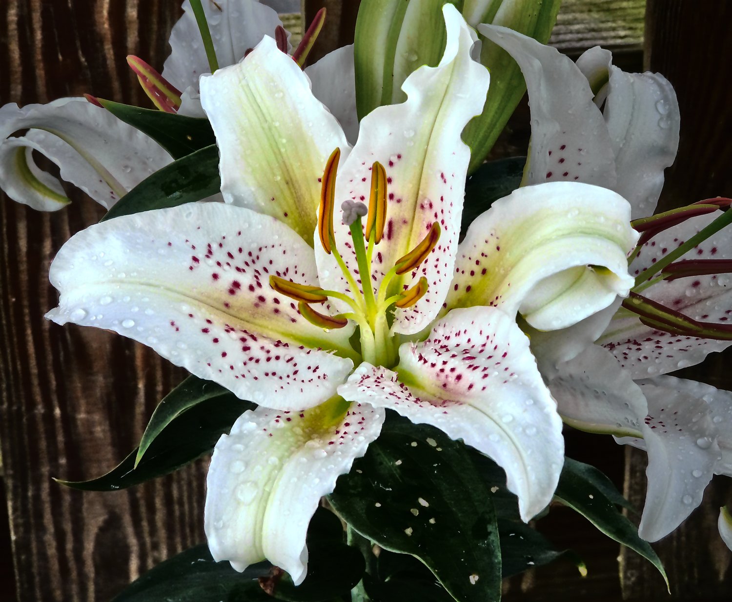 stargazer lilies - This one is pretty, but not as pretty as you. - Tony Karp, design, art, photography, techno-impressionist, techno-impressionism, aerial photography , drone , drones , dji , mavic pro , video , 3D printing - Books -
