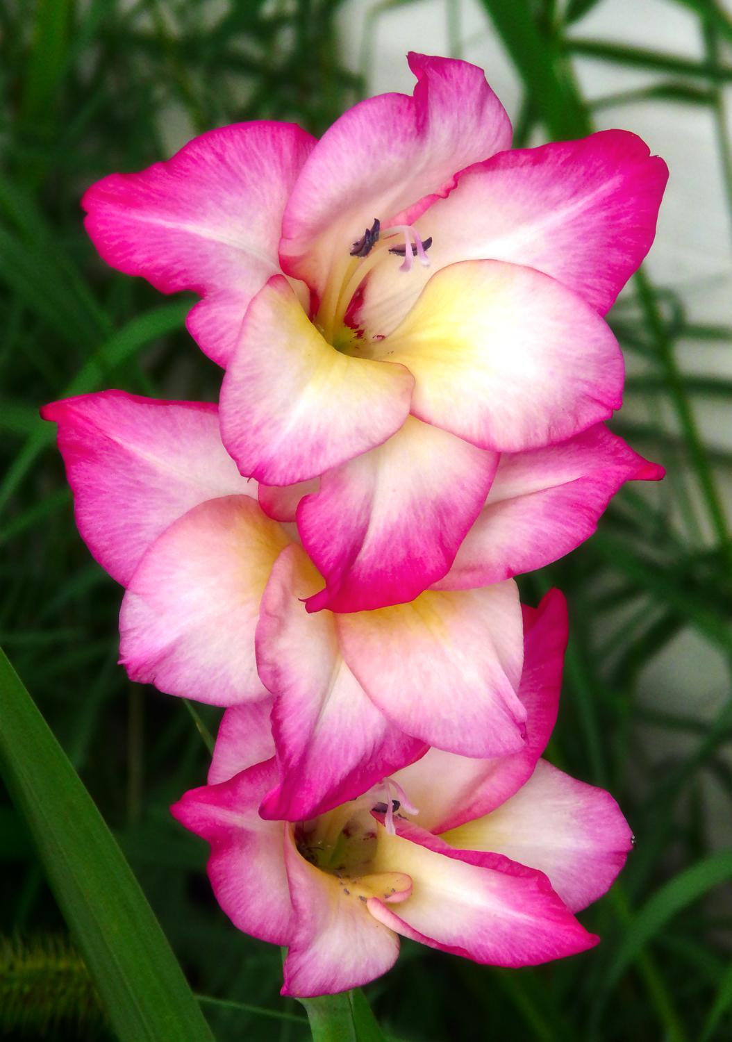  - Here's some nice white and pink flowers. - Tony Karp, design, art, photography, techno-impressionist, techno-impressionism, aerial photography , drone , drones , dji , mavic pro , video , 3D printing - Books -