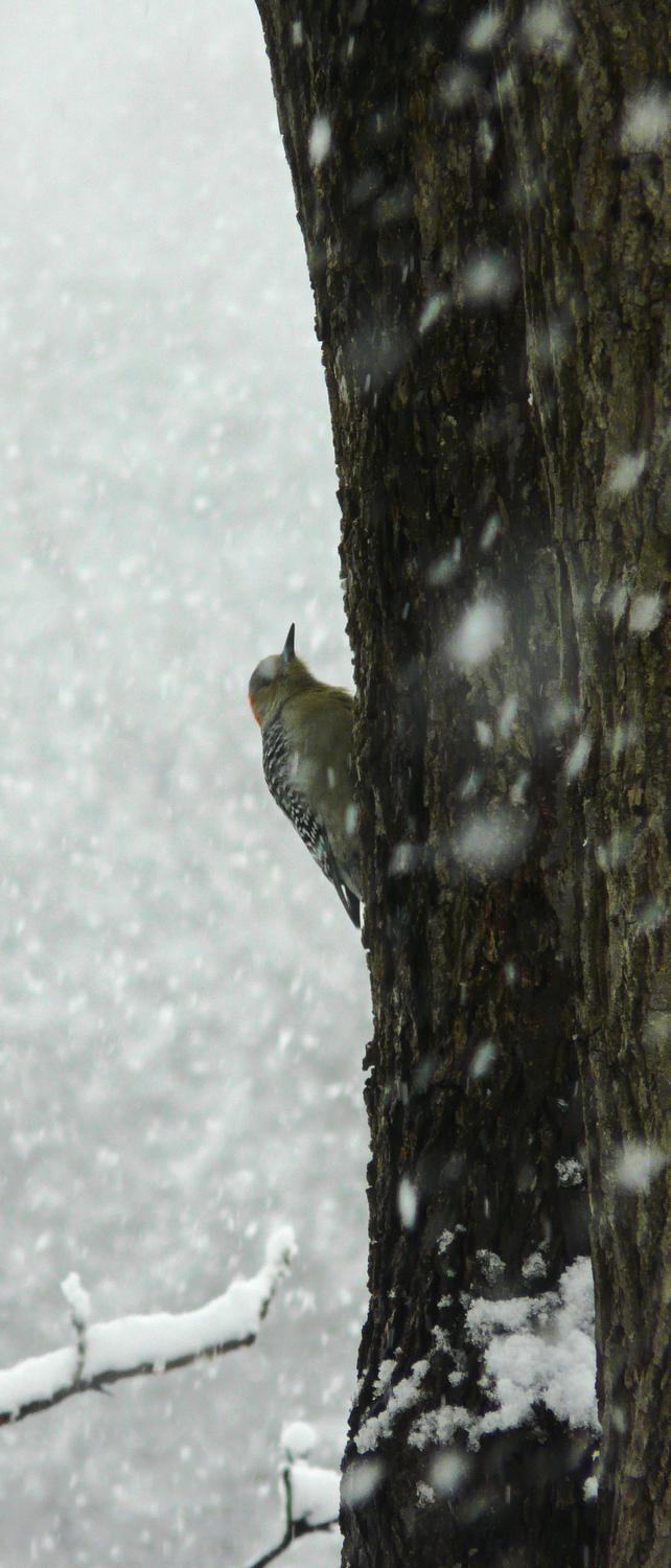 -  Panasonic DMC-FZ18 - Mr. Woodpecker climbs a snowy tree. - Tony Karp, design, art, photography, techno-impressionist, techno-impressionism, aerial photography , drone , drones , dji , mavic pro , video , 3D printing - Books -