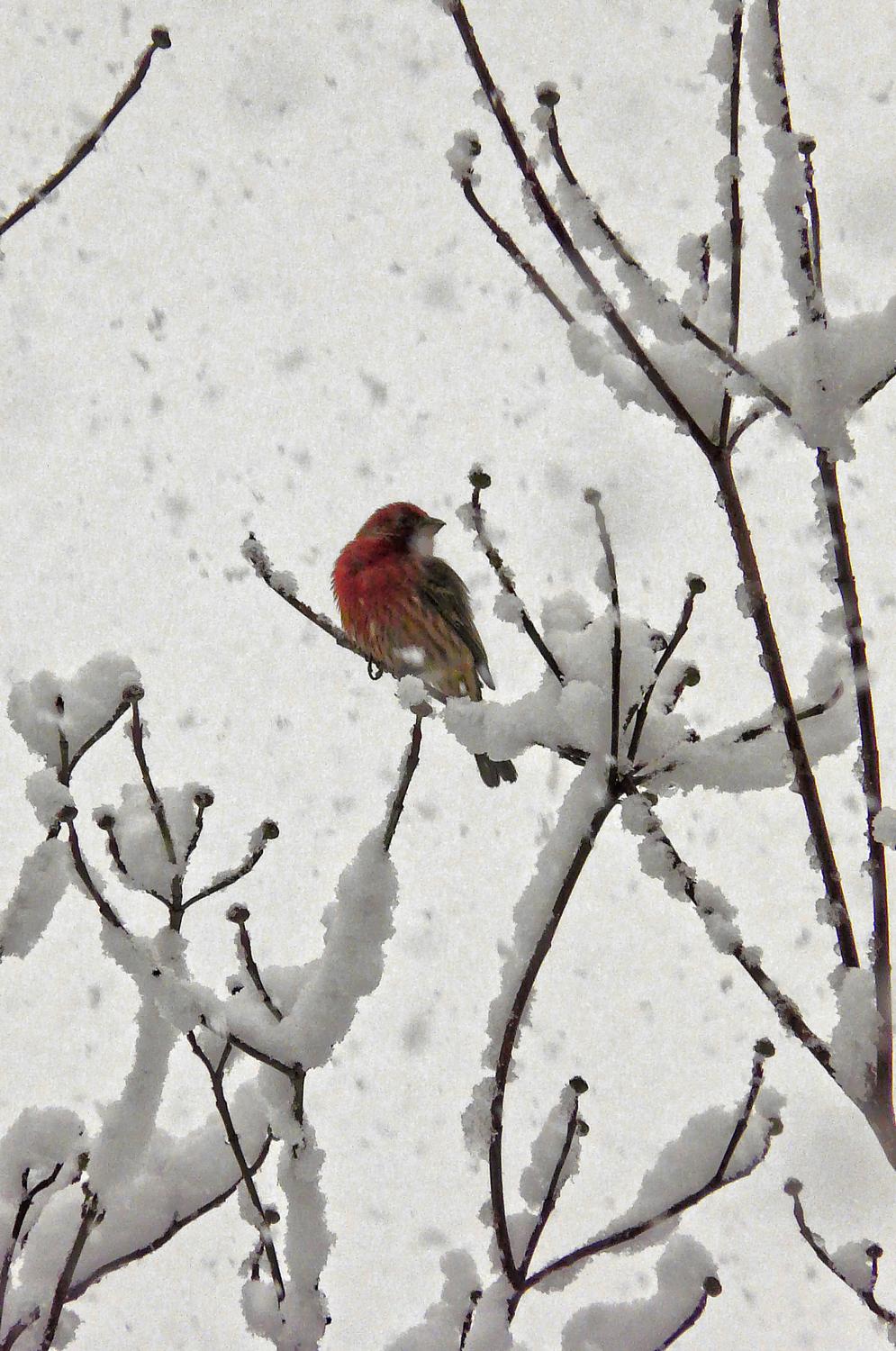 -  Panasonic DMC-FZ18 - Mr. Finch striking a pose in a snowy tree. - Tony Karp, design, art, photography, techno-impressionist, techno-impressionism, aerial photography , drone , drones , dji , mavic pro , video , 3D printing - Books -
