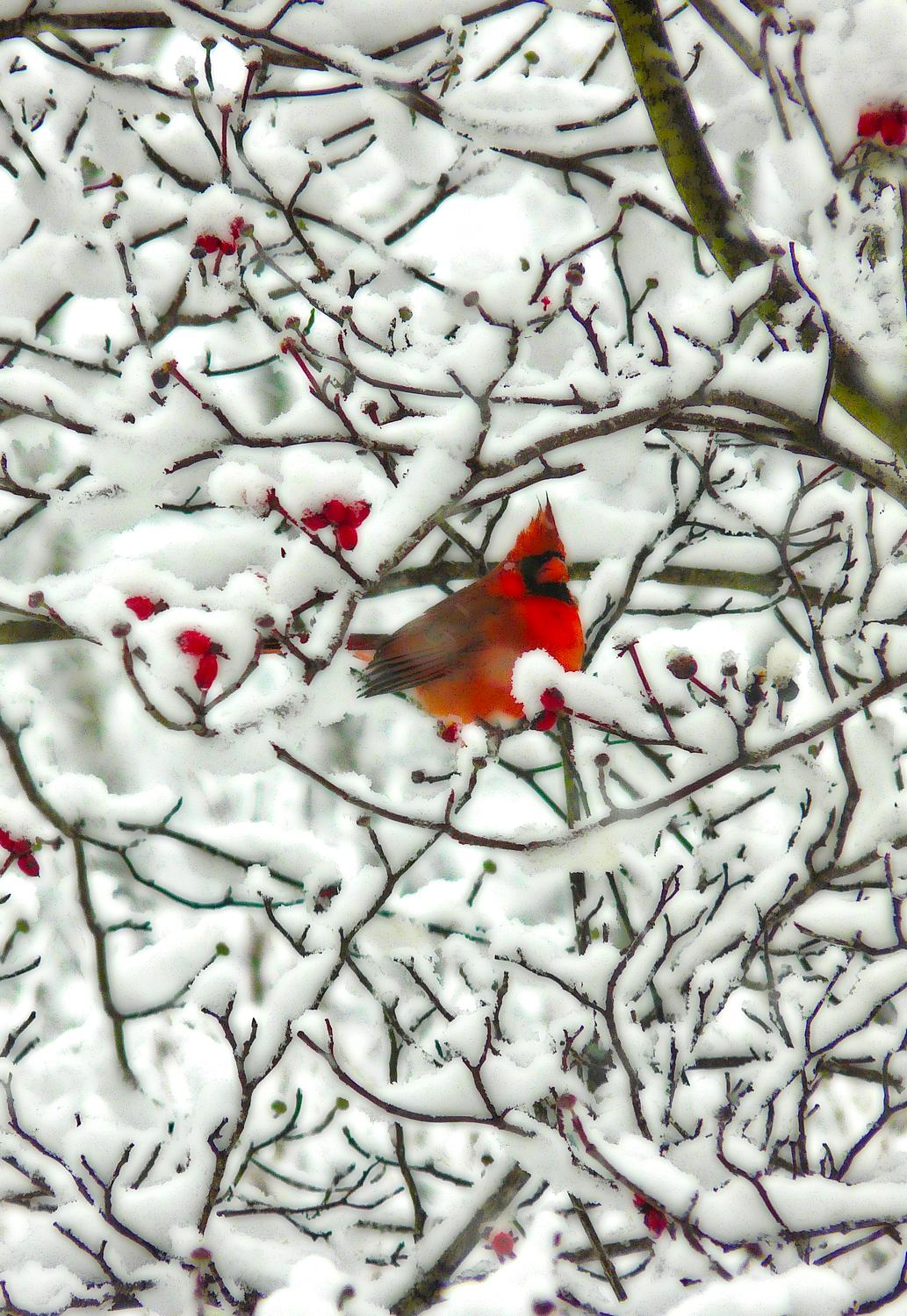 cardinal all puffed up in a snowy tree-  Panasonic DMC-FZ18 - Mr. Cardinal, all puffed up, trying to stay warm. - Tony Karp, design, art, photography, techno-impressionist, techno-impressionism, aerial photography , drone , drones , dji , mavic pro , video , 3D printing - Books -