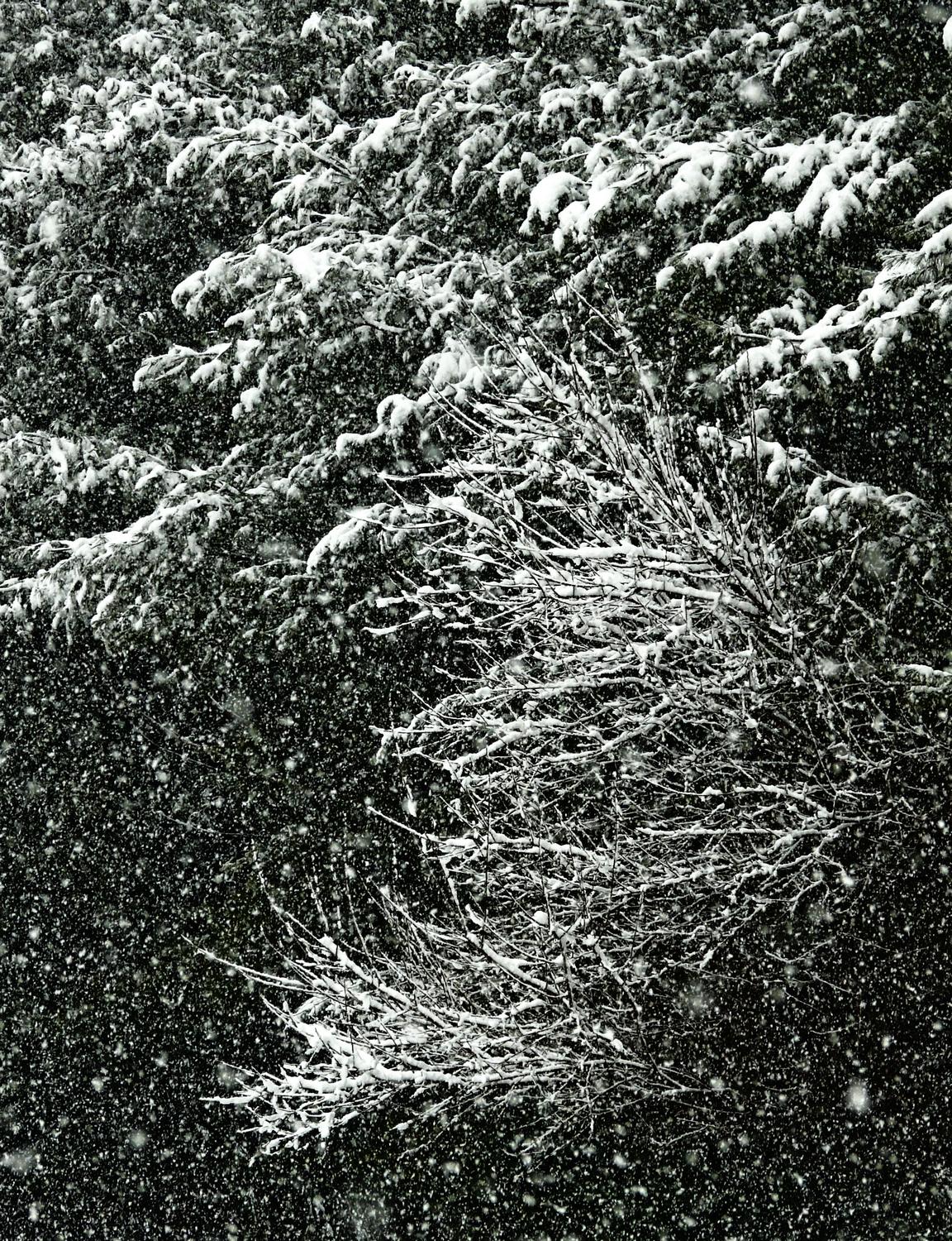 snow on branches of a pine tree-  Panasonic DMC-FZ18 - Still snowing. When will it stop? - Tony Karp, design, art, photography, techno-impressionist, techno-impressionism, aerial photography , drone , drones , dji , mavic pro , video , 3D printing - Books -