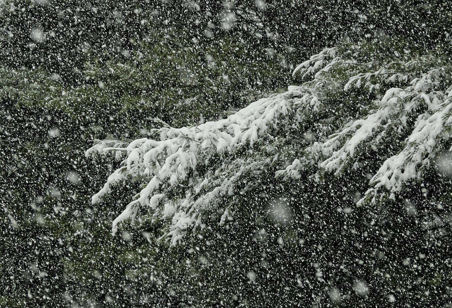 snow on pine branches-  Panasonic DMC-FZ18 - Uh oh. Looks like this is going to be a big storm. - Tony Karp, design, art, photography, techno-impressionist, techno-impressionism, aerial photography , drone , drones , dji , mavic pro , video , 3D printing - Books -