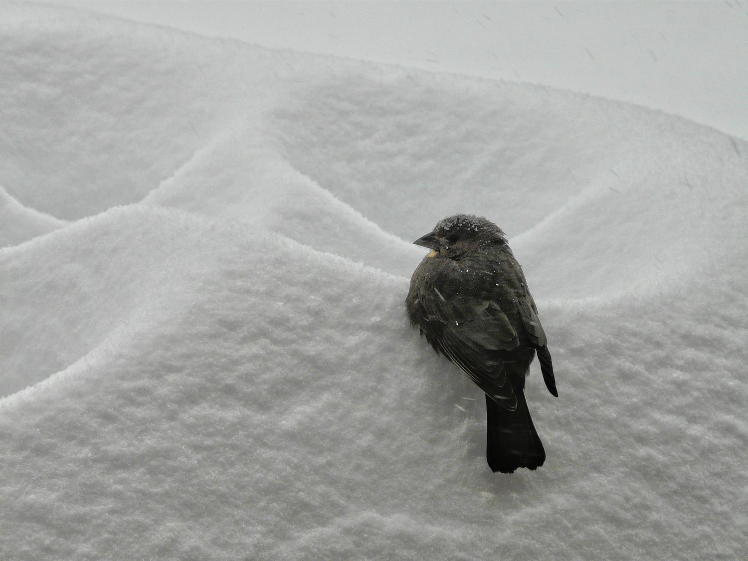 -  Panasonic DMC-FZ18 - Bird on a snow drift. - Techno-Impressionist Museum - Techno-Impressionism - art - beautiful - photo photography picture - by Tony Karp