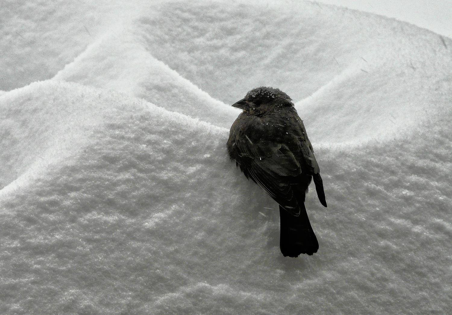 -  Panasonic DMC-FZ18 - Bird on a snow drift. - Tony Karp, design, art, photography, techno-impressionist, techno-impressionism, aerial photography , drone , drones , dji , mavic pro , video , 3D printing - Books -