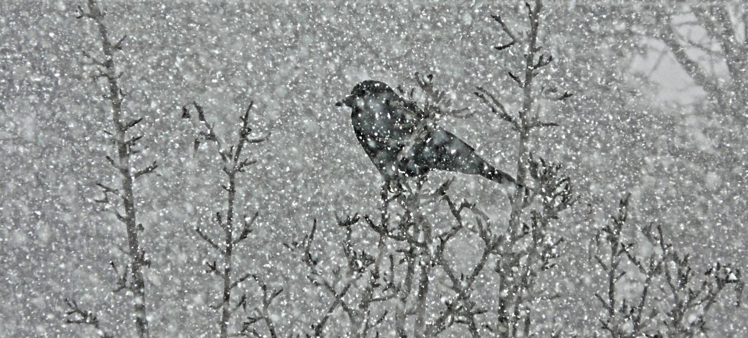 -  Panasonic DMC-FZ18 - Mr. crow in a snowy tree. - Tony Karp, design, art, photography, techno-impressionist, techno-impressionism, aerial photography , drone , drones , dji , mavic pro , video , 3D printing - Books -