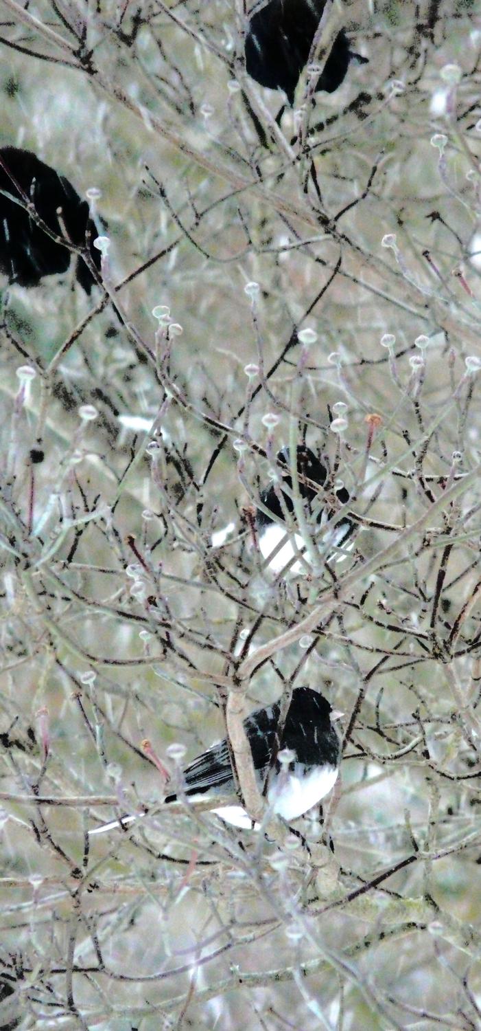-  Panasonic DMC-FZ18 - Birds in a tree, in the manner of a Japanese print. - Tony Karp, design, art, photography, techno-impressionist, techno-impressionism, aerial photography , drone , drones , dji , mavic pro , video , 3D printing - Books -