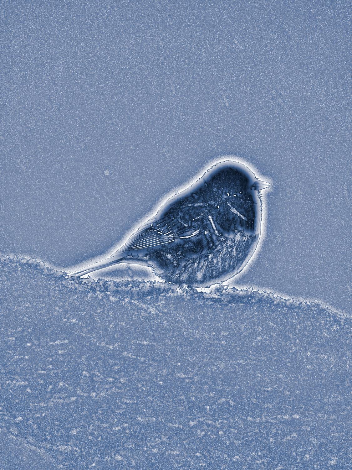 -  Panasonic DMC-FZ18 - Puffy blue bird in the snow - Tony Karp, design, art, photography, techno-impressionist, techno-impressionism, aerial photography , drone , drones , dji , mavic pro , video , 3D printing - Books -