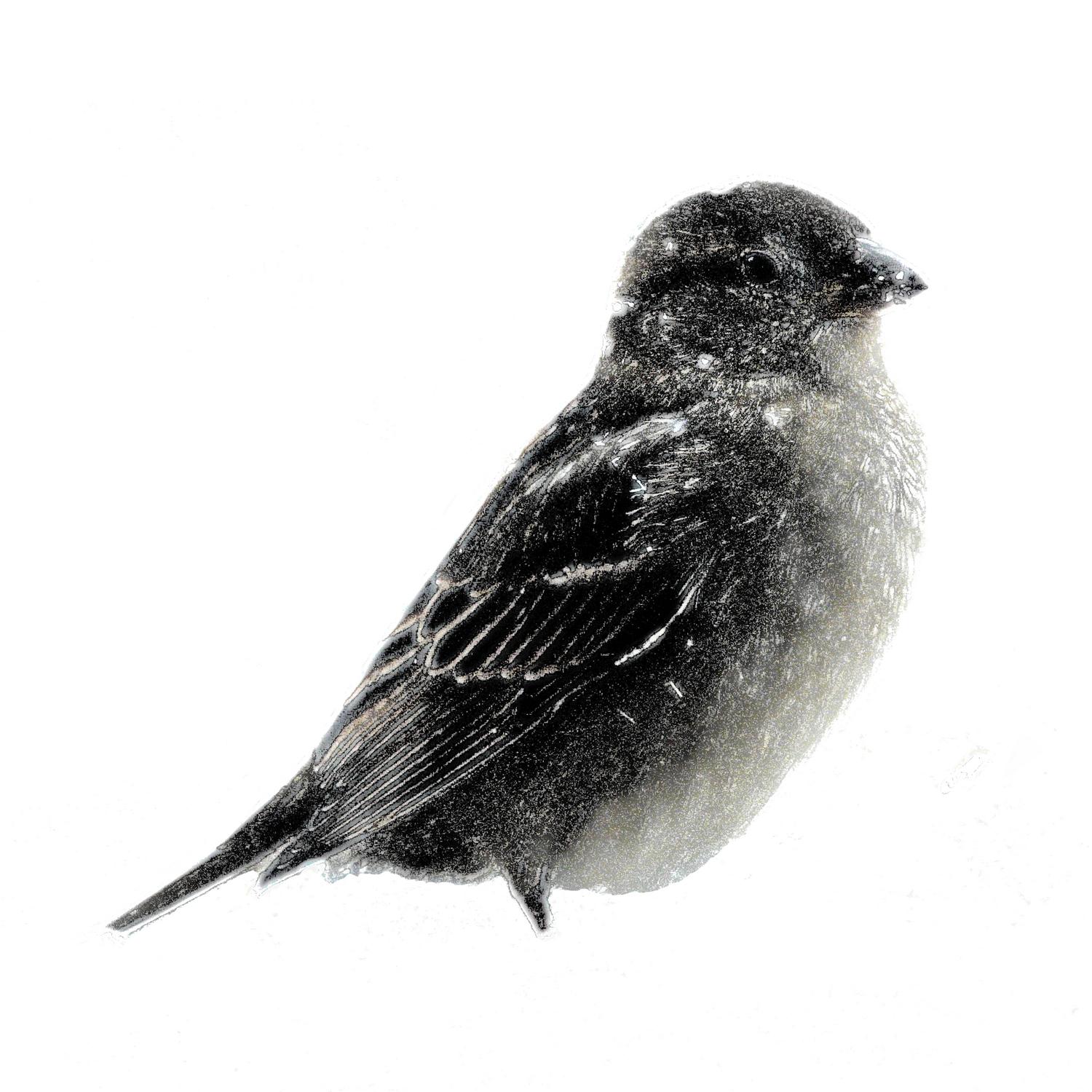 -  Panasonic DMC-FZ18 - Small bird in the snow in the manner of a mezzotint. - Tony Karp, design, art, photography, techno-impressionist, techno-impressionism, aerial photography , drone , drones , dji , mavic pro , video , 3D printing - Books -