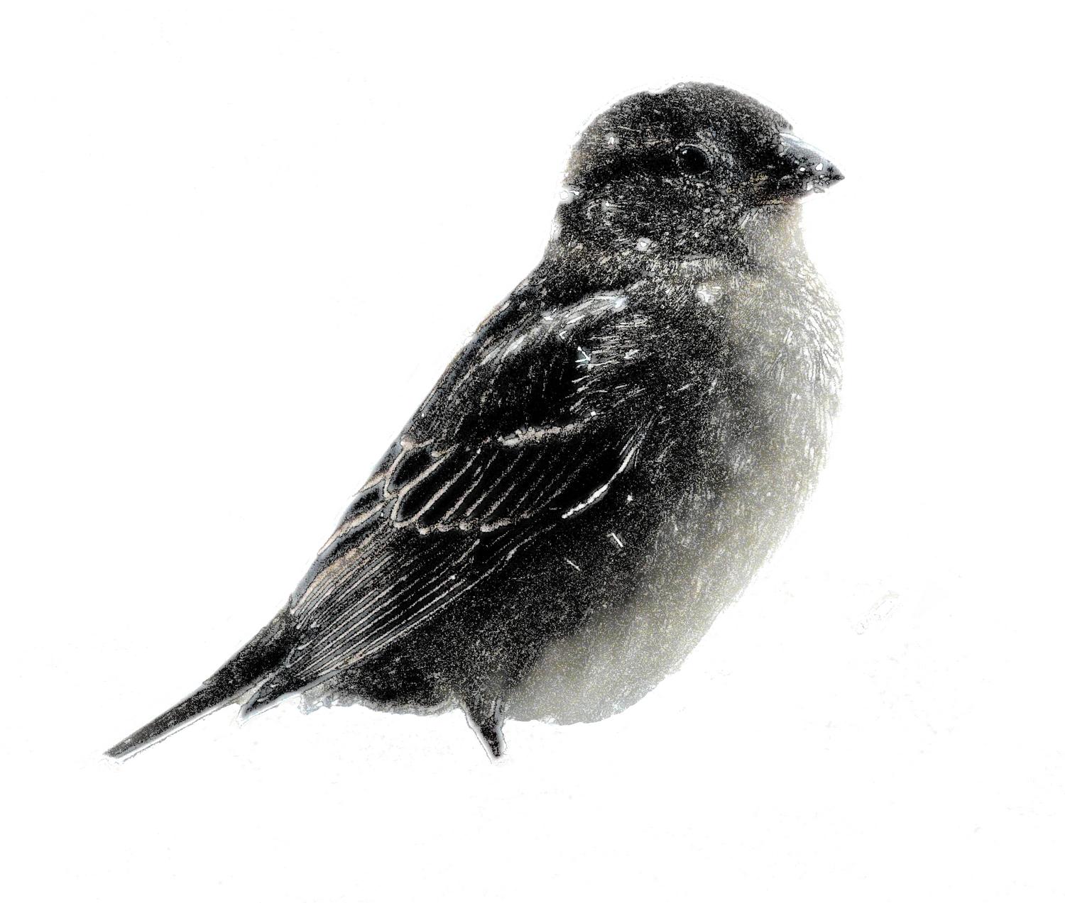 -  Panasonic DMC-FZ18 - Small bird in the snow in the manner of a mezzotint. - Techno-Impressionist Museum - Techno-Impressionism - art - beautiful - photo photography picture - by Tony Karp