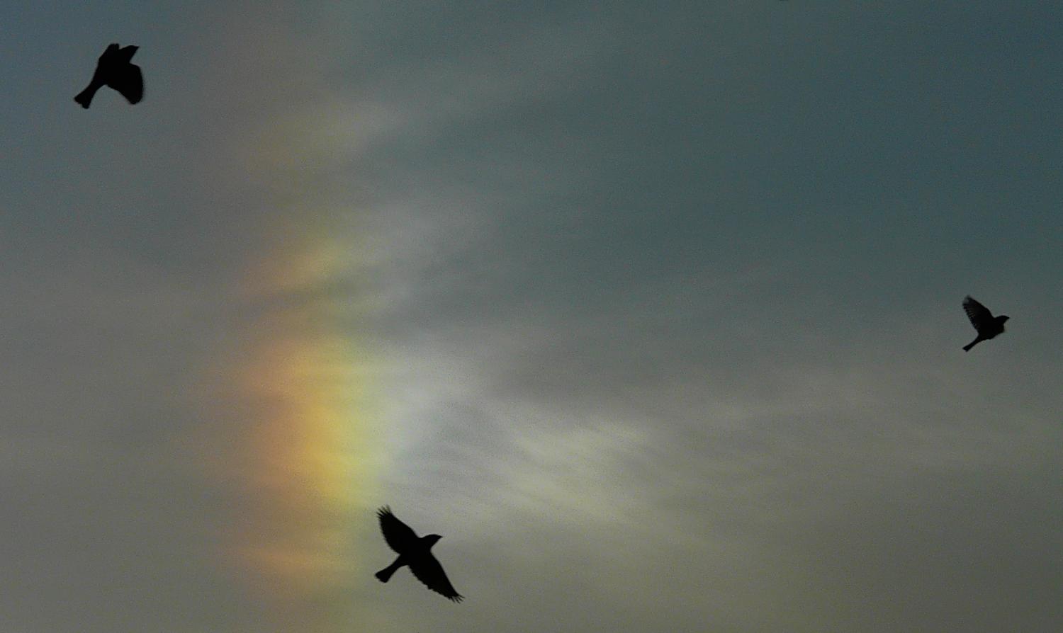 -  Panasonic DMC-FZ18 - Birds across a sun dog. - Tony Karp, design, art, photography, techno-impressionist, techno-impressionism, aerial photography , drone , drones , dji , mavic pro , video , 3D printing - Books -